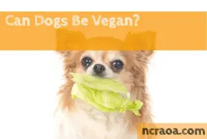 dogs vegan diet