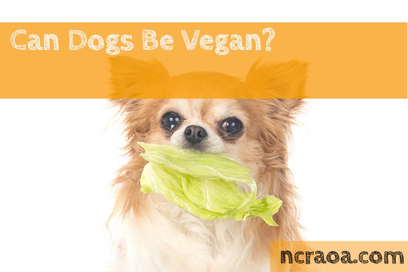 Can Dogs Be Vegan? (Dogs On Vegan Diet) | National Canine Research