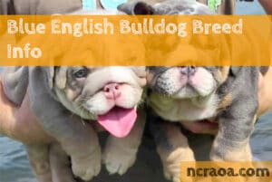 blue english bulldog breed