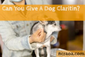 give dog claritin