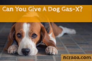 give dog gas-x