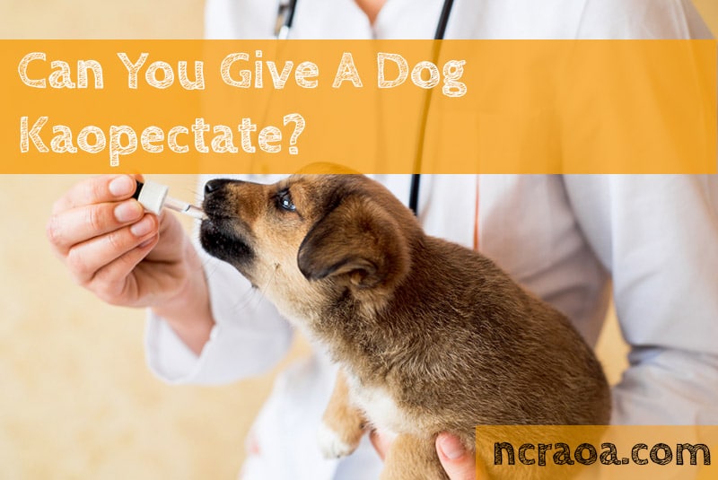 Can You Give A Dog Kaopectate? National Canine Research Association