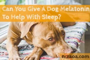 give dog melatonin