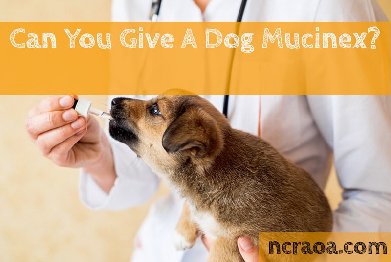 Can You Give A Dog Mucinex? National Canine Research Association Of