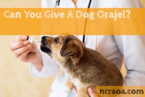 give a dog orajel