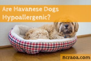 havanese hypoallergenic