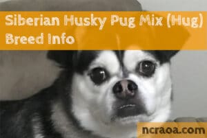 husky pug mix
