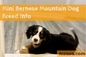 mini bernese mountain dog breed