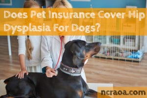 pet insurance hip dysplasia