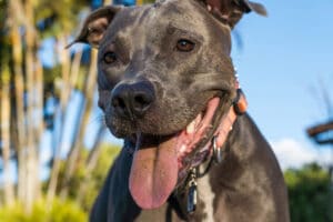 playful pitbull