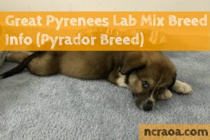 pyrenees lax mix breed