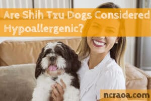 shih tzu hypoallergenic