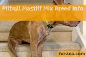 Pitbull Mastiff Mix Breed Info