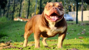 Tri-Color American Bullies