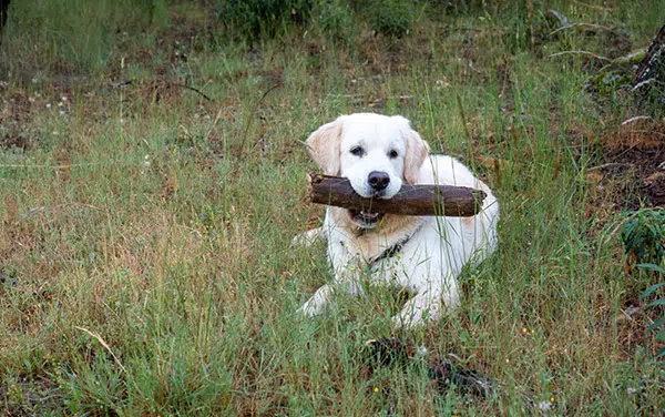 dog with large stick