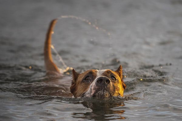 staffordshire terrier swimming