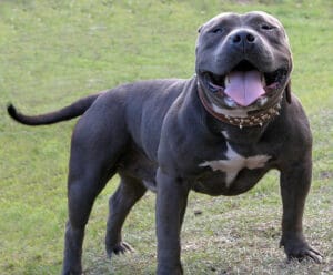 american bully dog breed