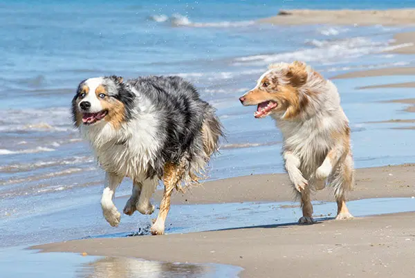 aussie shepherds at beach