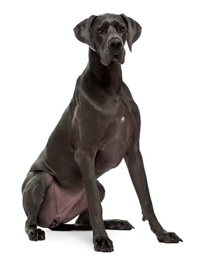 black great dane