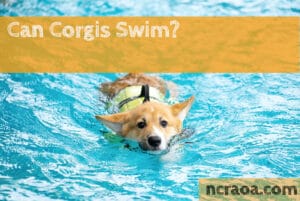 can corgis swim