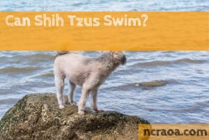 can shih tzus swim