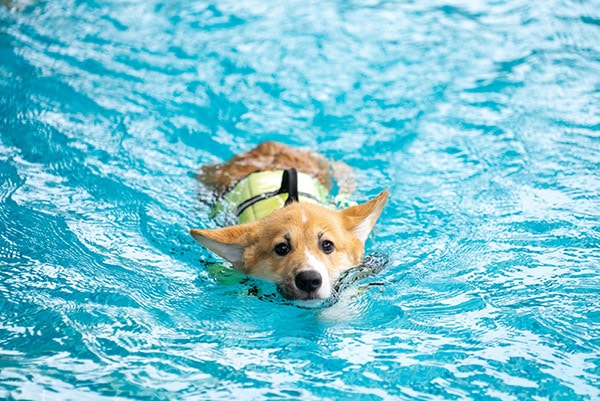 corgi in swimming pool