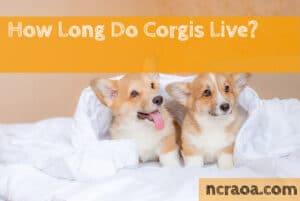 how long do corgis live