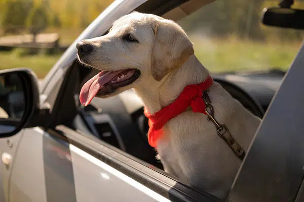 dog panting out car window