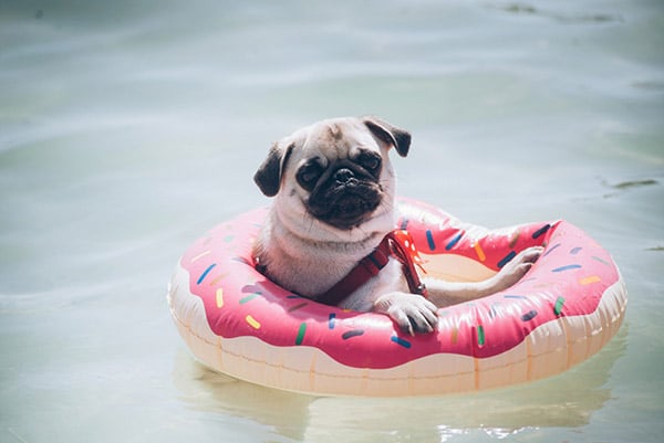 pug floating in water