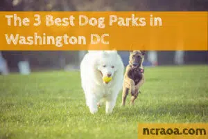 dc dog parks