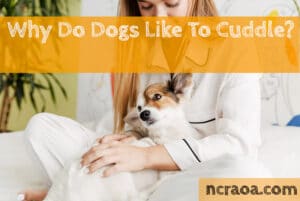 why dogs like cuddle