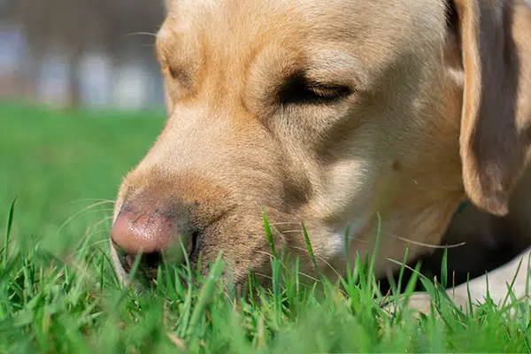 dog eating in grass