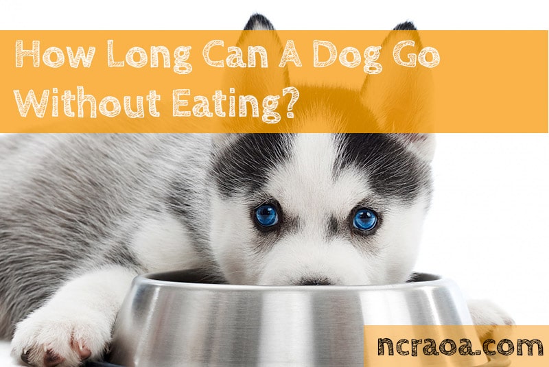 how-long-can-a-dog-go-without-eating-national-canine-research