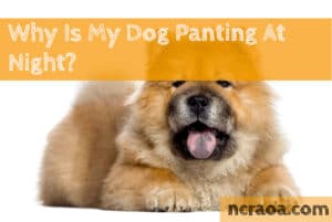 dog panting at night