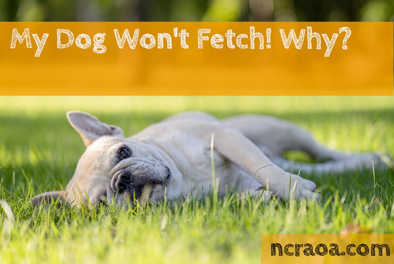 My Dog Won't Fetch! Why? | National Canine Research Association Of America