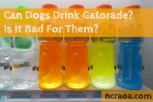 dogs drink Gatorade