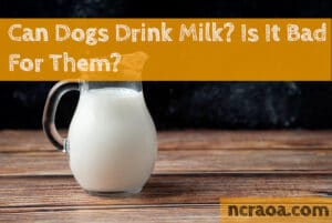 can dogs drink milk