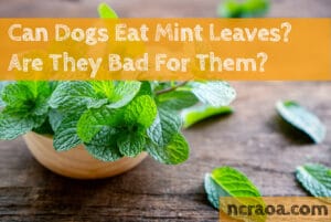 can dogs eat mint leaves