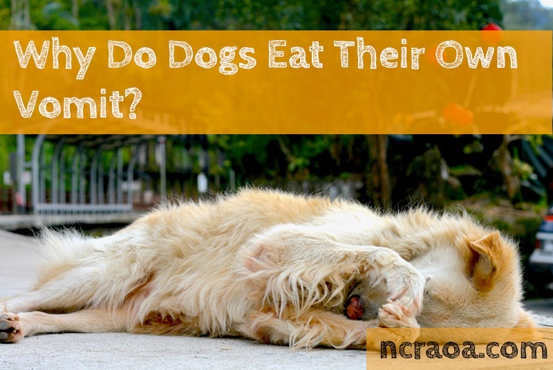 why-do-dogs-eat-their-own-vomit-national-canine-research-association