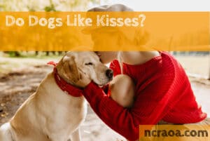 do dogs like kisses