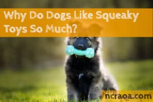 why dogs like squeaky toys