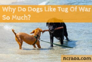 why dogs like tug of war