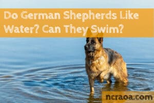 do german shepherds like water