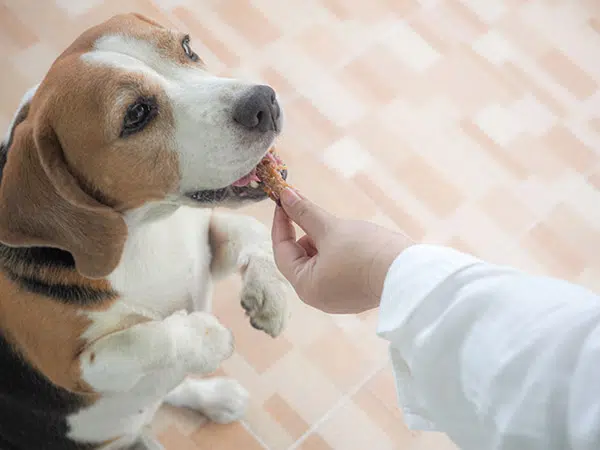 dog getting a treat