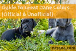 great dane colors