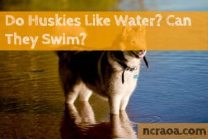 huskies like water