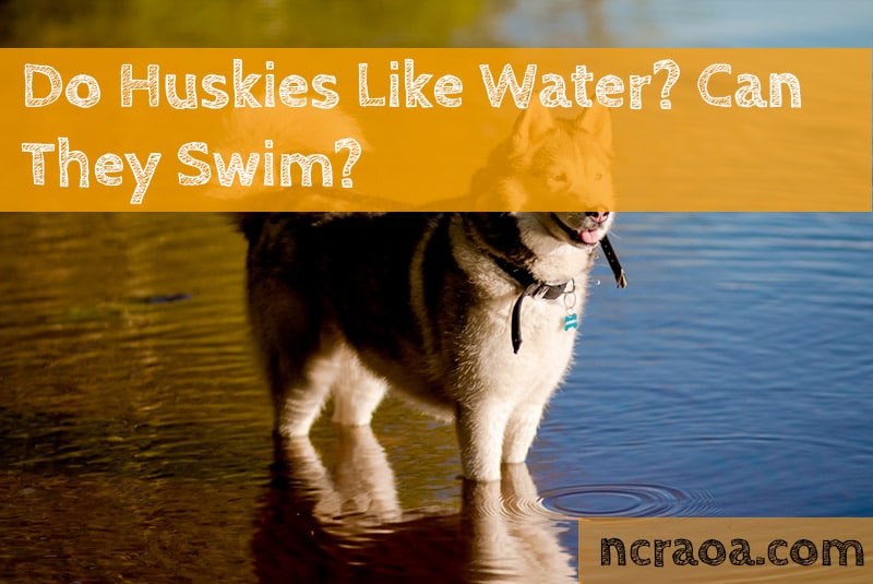 do huskies like water