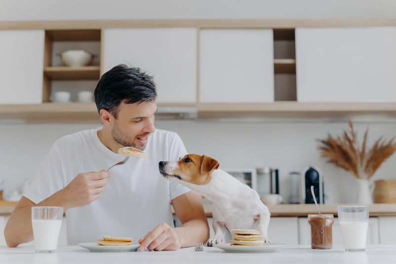 dog eating pancakes