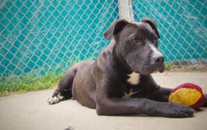 lab pitbull mix