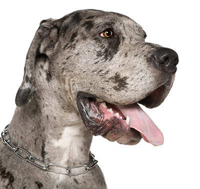 merle great dane